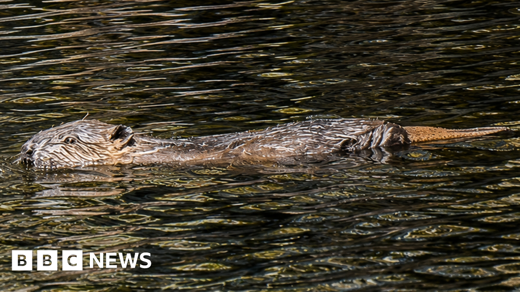Highland glen sees first wild-born beavers in 400 years - BBC