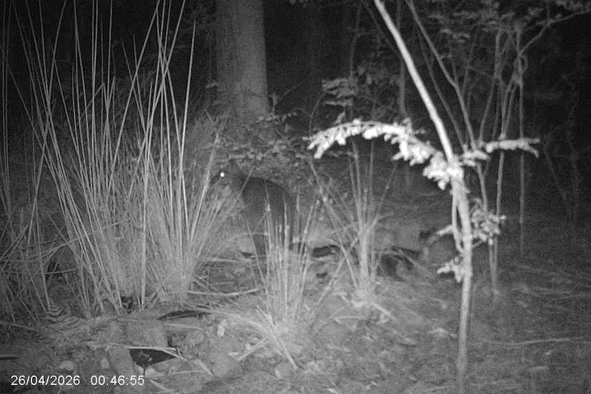 a wallaby in a forest on a black white image
