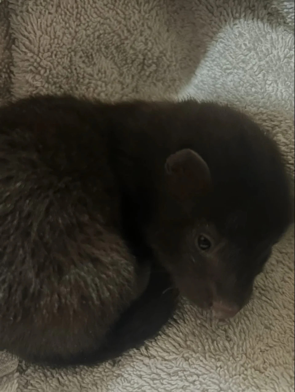 A Sonoma County animal control officer was called to a resident's home to find a lost baby American Mink. The mink was handed over to the Sonoma County Wildlife Rescue until it can be safely returned to the wild.