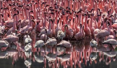 Kenya's iconic flamingos lose their pink as rift valley lakes change