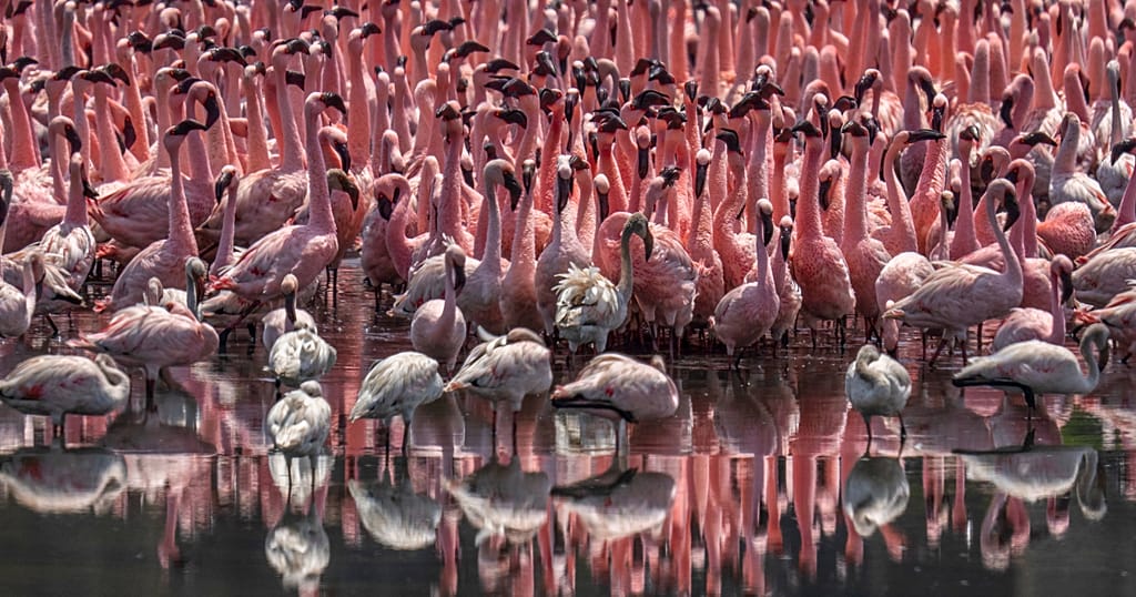 Kenya's iconic flamingos lose their pink as rift valley lakes change