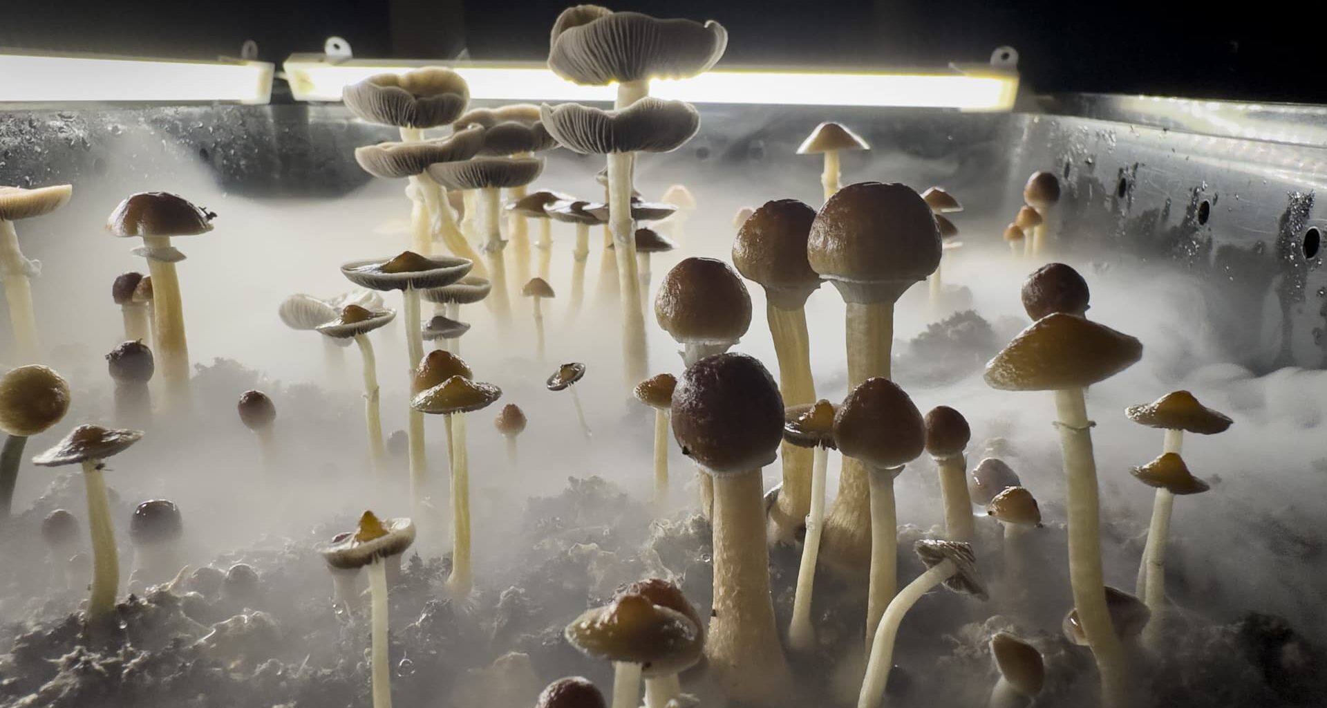 Market for psychedelic drugs to treat mental health gets a buy signal