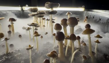 Market for psychedelic drugs to treat mental health gets a buy signal