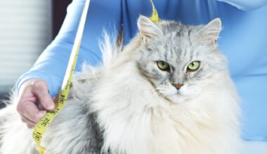 Ozempic for cats? GLP-1 weight-loss drugs are coming for your fat pet