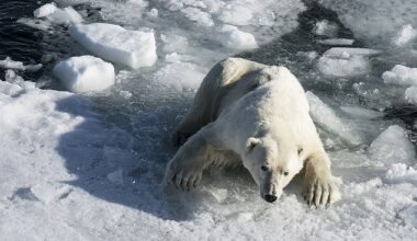 Arctic sea ice has plunged to a record low ¿ with 'exceptionally' diminished levels this year, a new study has warned