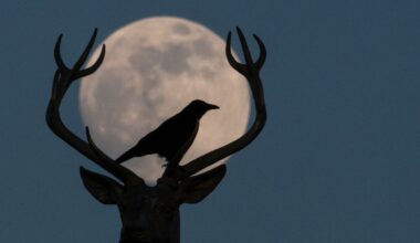 Buck Moon: How to see July’s full moon in the UK this week - The Independent