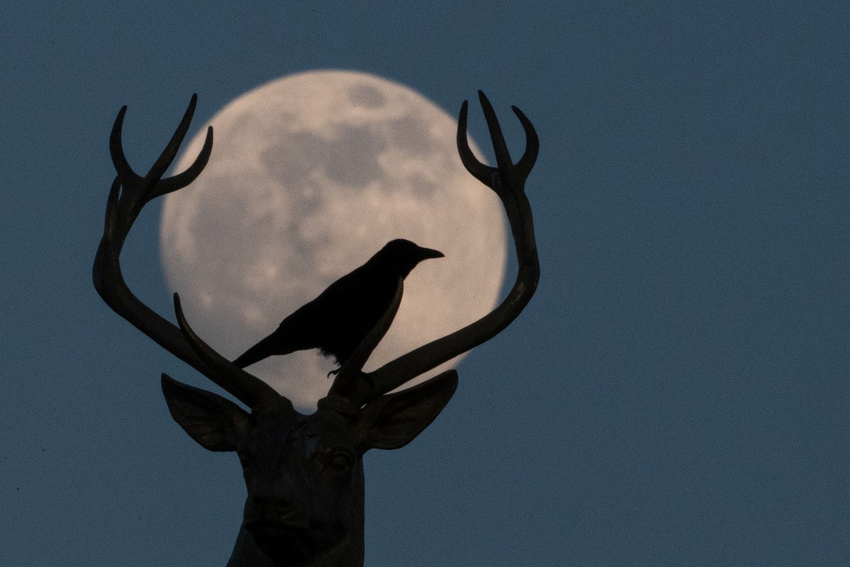 Buck Moon: How to see July’s full moon in the UK this week - The Independent