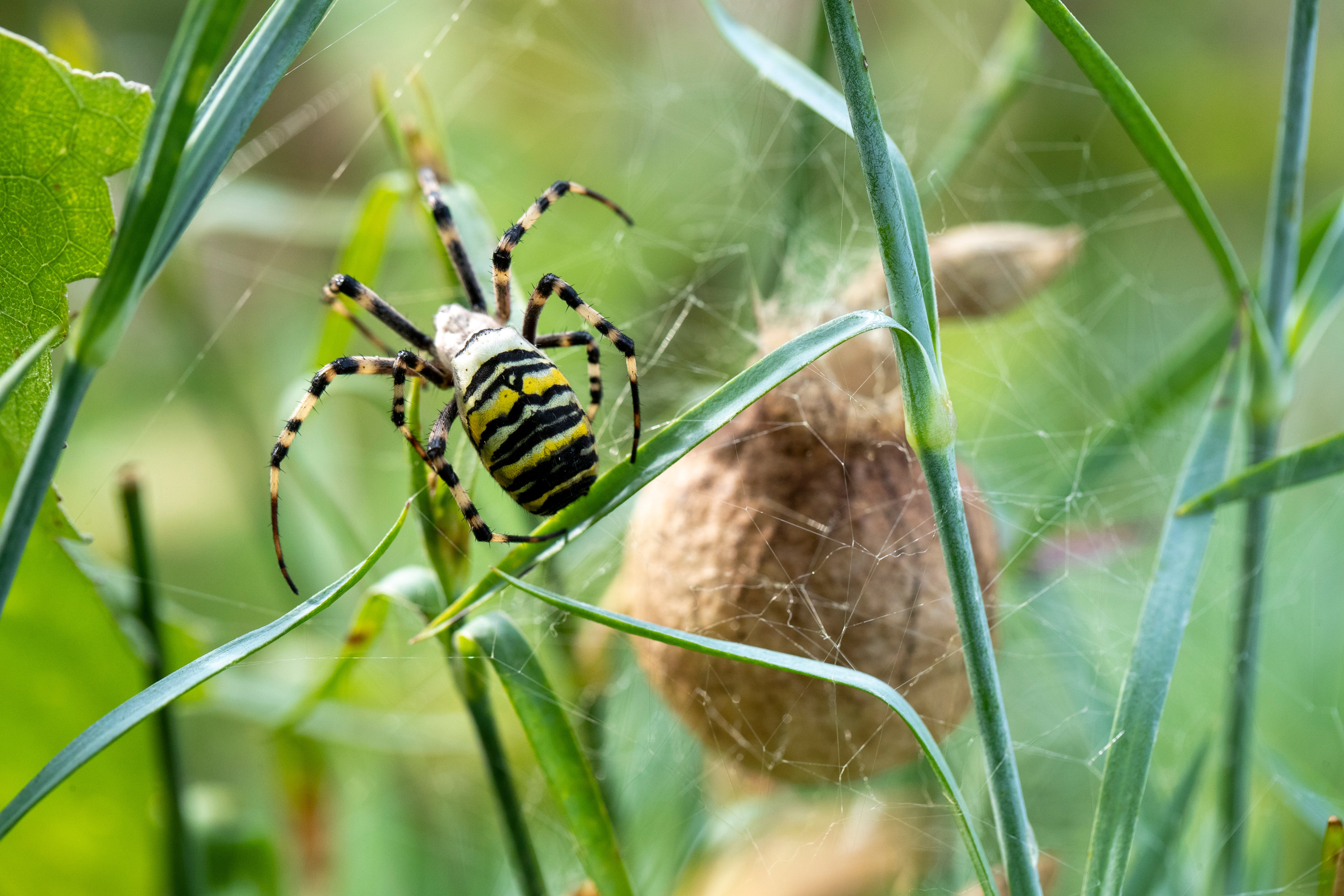 Expect to see more wasp spiders as they make a home in our warmer climate