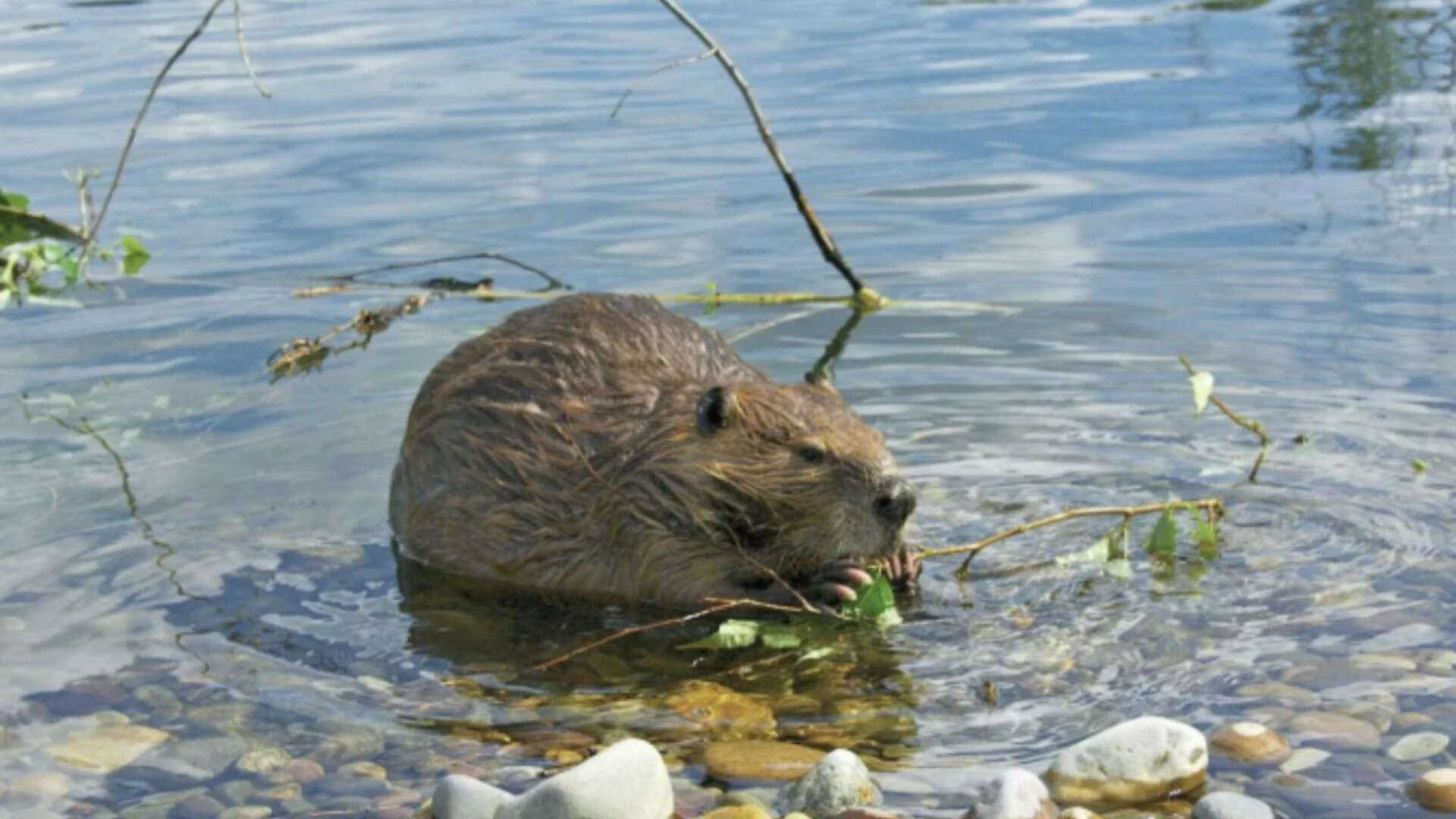 Beavers are called ecosystem engineers because they naturally reshape rivers and wetlands by building dams. 1280720 - 2026-07-17T140931
