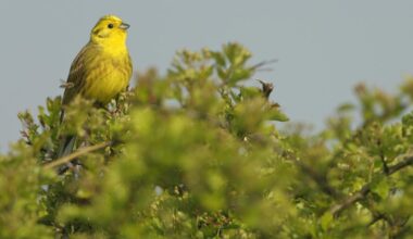 Nature South West established to drive nature recovery