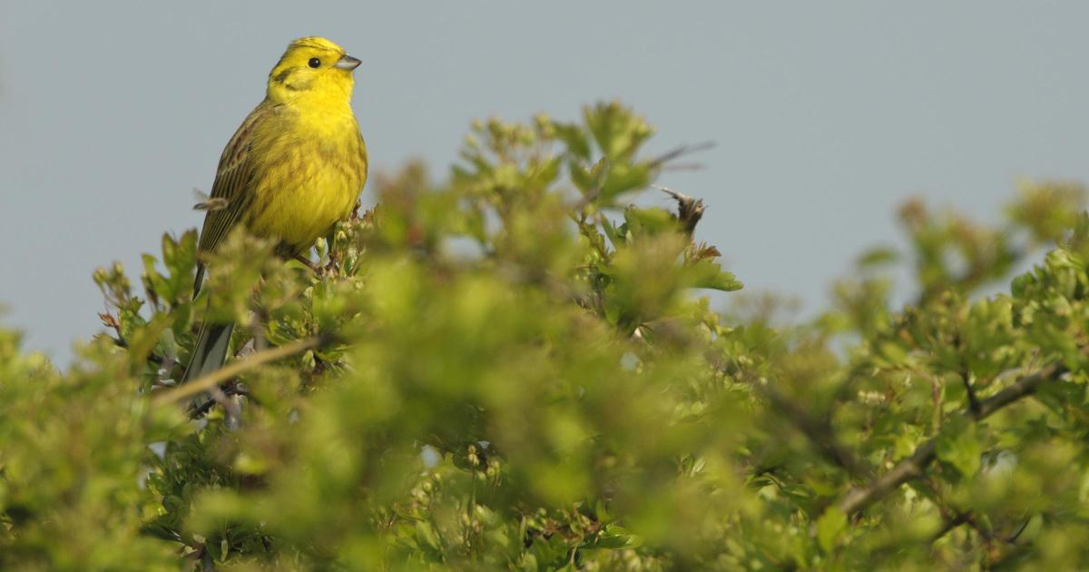 Nature South West established to drive nature recovery