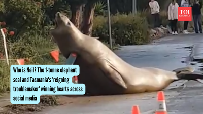 Who is Neil? The 1-tonne elephant seal and Tasmania's 'reigning troublemaker' winning hearts across social media