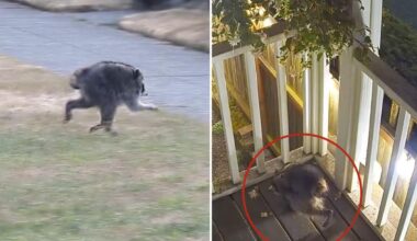 Mutant creature named 'Jimothy' becomes celebrity in Seattle