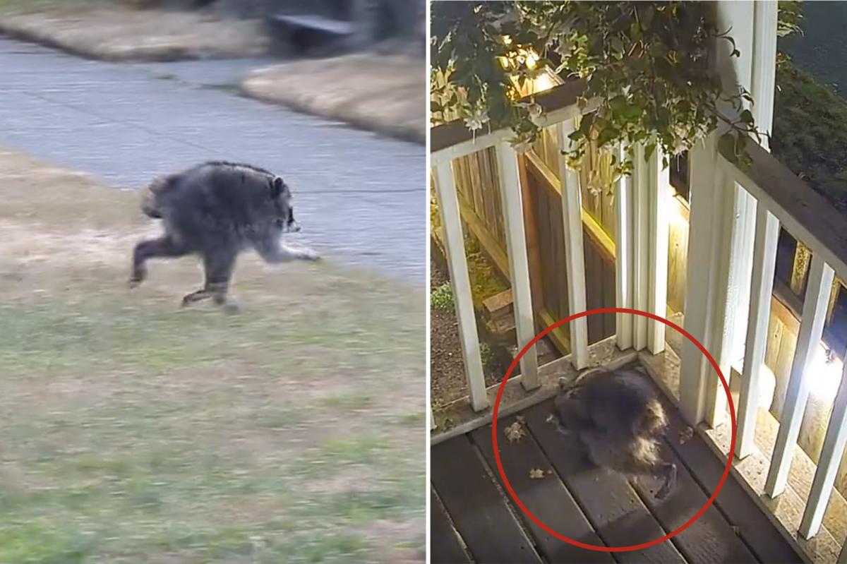 Mutant creature named 'Jimothy' becomes celebrity in Seattle