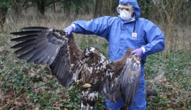 Every white-tailed eagle death in Dorset linked to rat poison