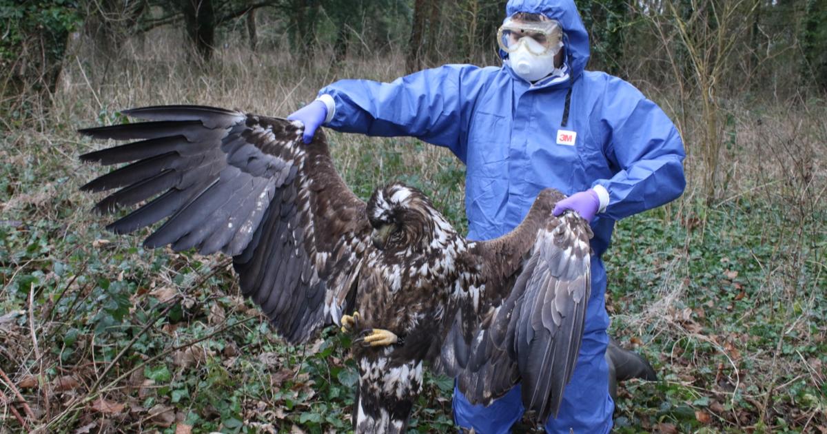 Every white-tailed eagle death in Dorset linked to rat poison