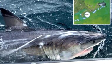 Great white shark Ripple tracked off Canada coast after traveling 350 miles in a week