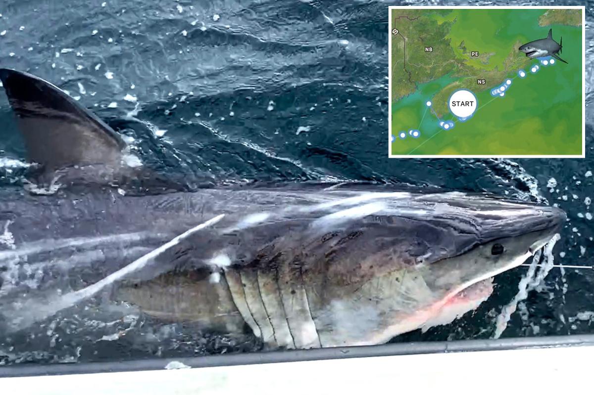 Great white shark Ripple tracked off Canada coast after traveling 350 miles in a week