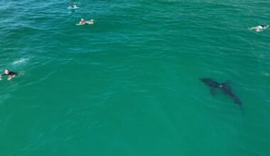 Drone video shows great white shark circling young swimmers in Southern California