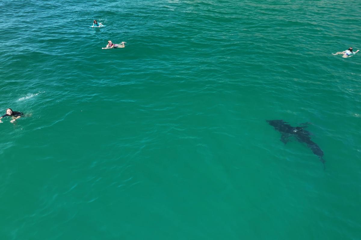 Drone video shows great white shark circling young swimmers in Southern California