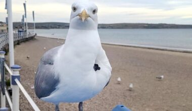 Seagull spotted hopping around Weymouth beach with crossbow belt embedded in chest