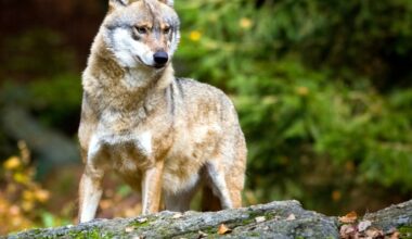 Wolf urine could protect Swiss livestock