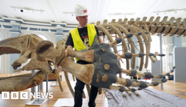 Whale skeleton returns after Hull Maritime Museum revamp - BBC