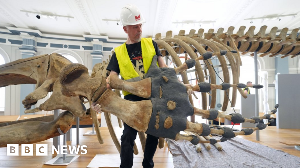 Whale skeleton returns after Hull Maritime Museum revamp - BBC