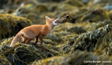 Shot at 2 AM in broad daylight, this DSLR wildlife image wins its 5th award