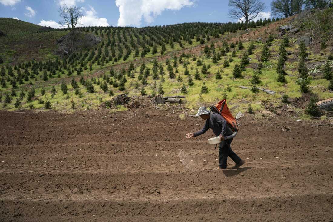 A worker spreads fertilizer after planting potatoes at Bluff View Farms on April 24, 2026 in West Jefferson, North Carolina.