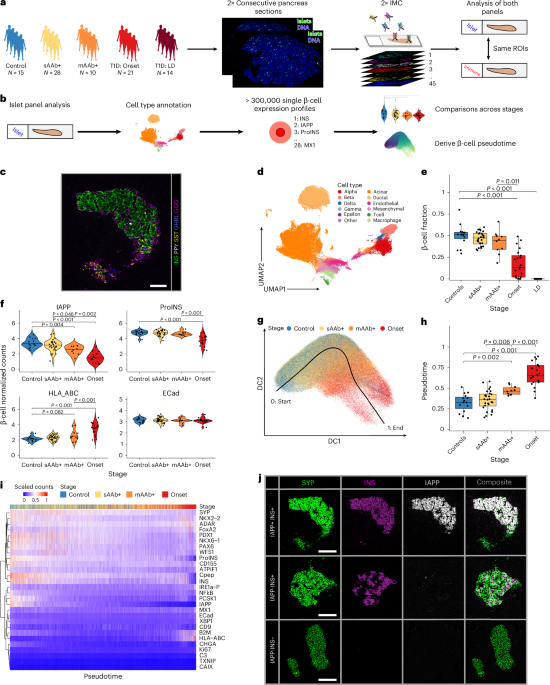 Imaging mass cytometry reveals functional and immunological changes during type 1 diabetes progression in human pancreata
