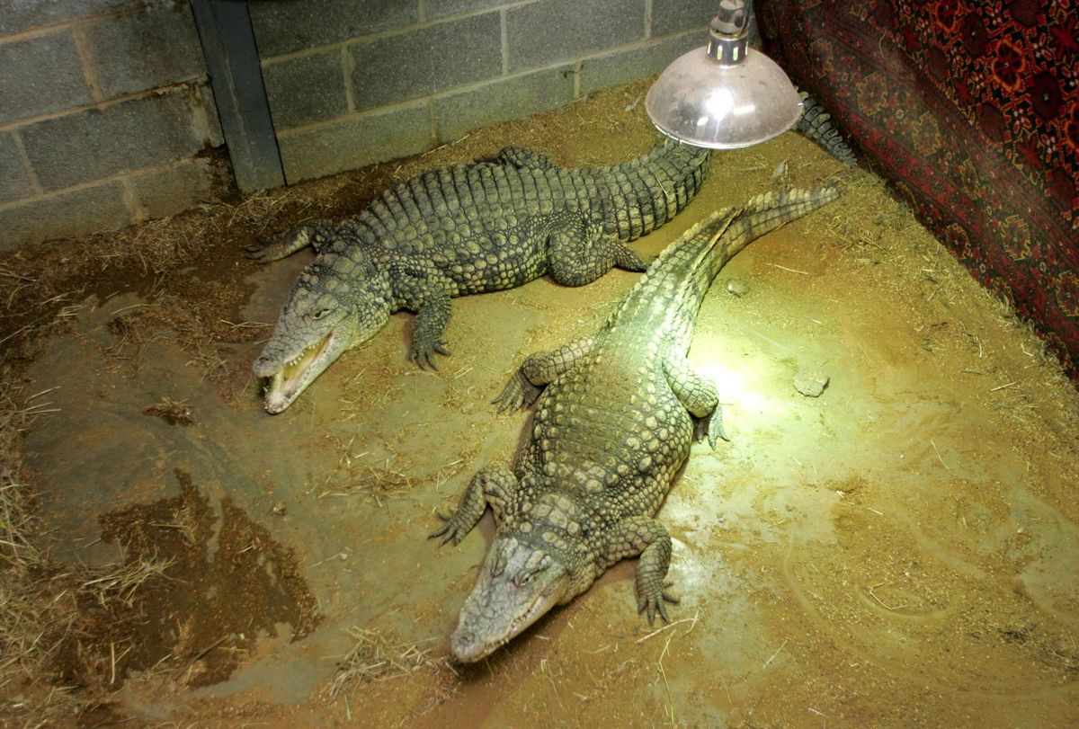 The crocodiles at Johnson’s of Old Hurst the crocodile farm in Cambridgeshire