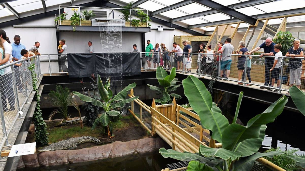 An overhead view of a tropical habitat showcasing a diverse array of lush vegetation and a wooden bridge, with visitors exploring and observing the enclosure from a raised platform.