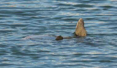 Devon Live