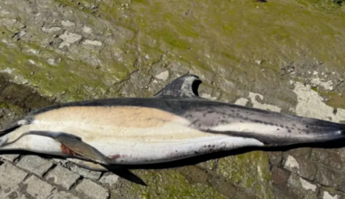 Dolphin found dead on bank of River Thames
