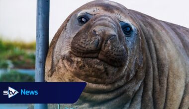 Fans urged to respect privacy of one-tonne seal who respects nothing