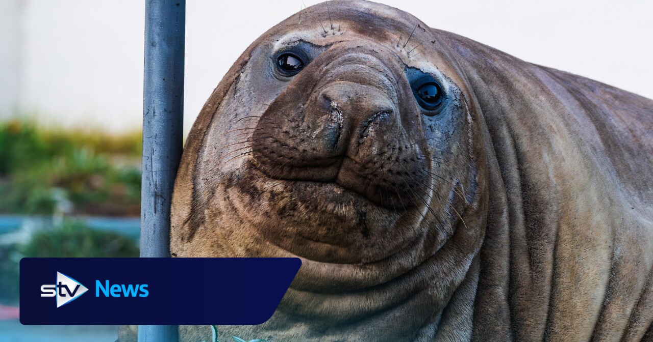 Fans urged to respect privacy of one-tonne seal who respects nothing