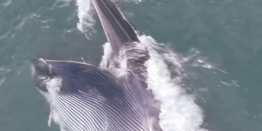 VIDEO: Endangered fin whale seen feeding off coast of Long Island