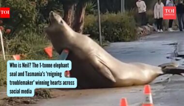 Who is Neil? The 1-tonne elephant seal and Tasmania's 'reigning troublemaker' winning hearts across social media
