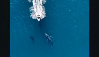 Reckless boater shown nearly running over humpback whales