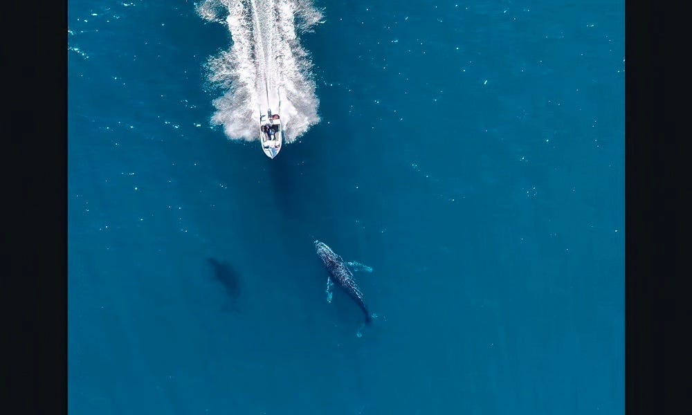 Reckless boater shown nearly running over humpback whales