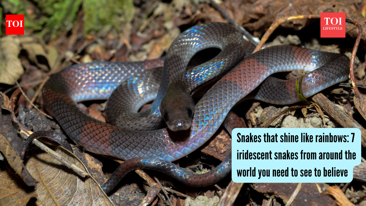 Snakes that shine like rainbows: 7 iridescent snakes from around the world you need to see to believe