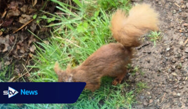 Deadly squirrelpox confirmed in Scottish red squirrels in Clackmannanshire