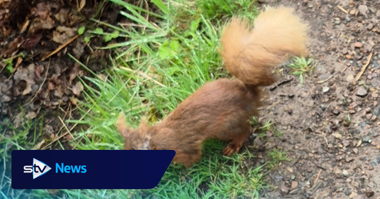 Deadly squirrelpox confirmed in Scottish red squirrels in Clackmannanshire