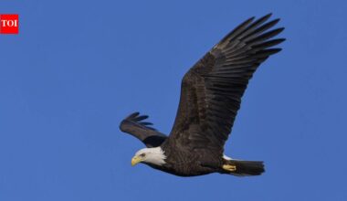 The United States in 1972 banned DDT after the pesticide thinned bald eagle eggshells and pushed the national bird toward extinction; decades later, eagle populations recovered enough to be removed from the endangered species list in 2007 | World News
