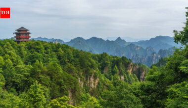 China’s great green wall: Over 60 billion trees are growing faster than natural forests — here's the secret behind that growth