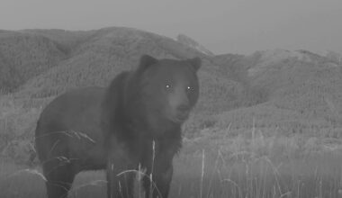Surreal trail-cam footage shows giant, 'big-headed' grizzly bear
