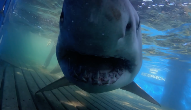 OCEARCH's "most followed" shark pings of South Carolina coast