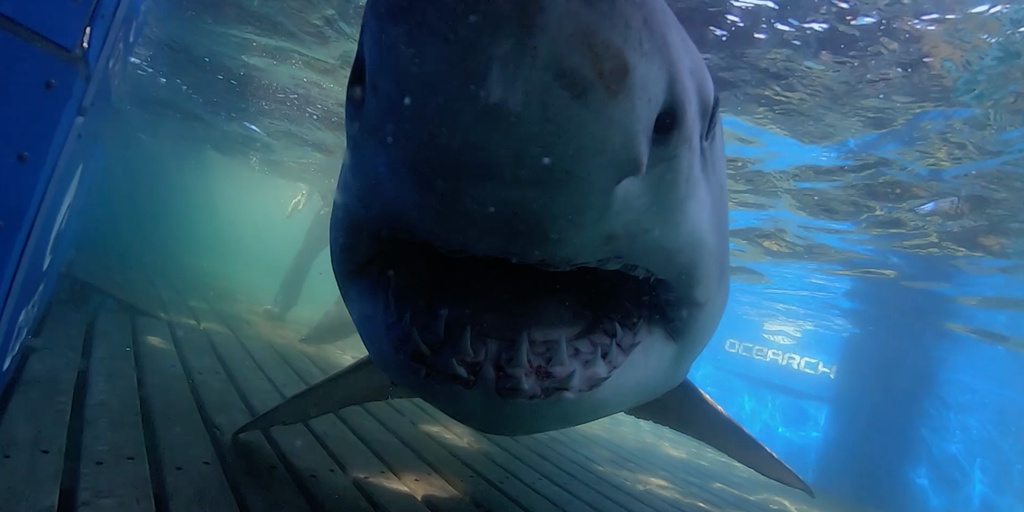 OCEARCH's "most followed" shark pings of South Carolina coast
