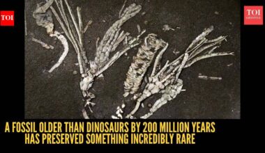 A fossil older than dinosaurs by 200 million years has preserved something incredibly rare